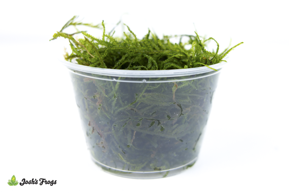 Taxiphyllum sp. 'Fire Moss'