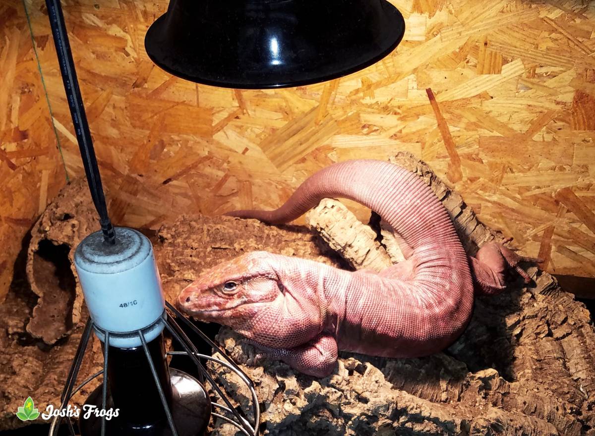 How to provide the BEST HEAT for your REPTILES 