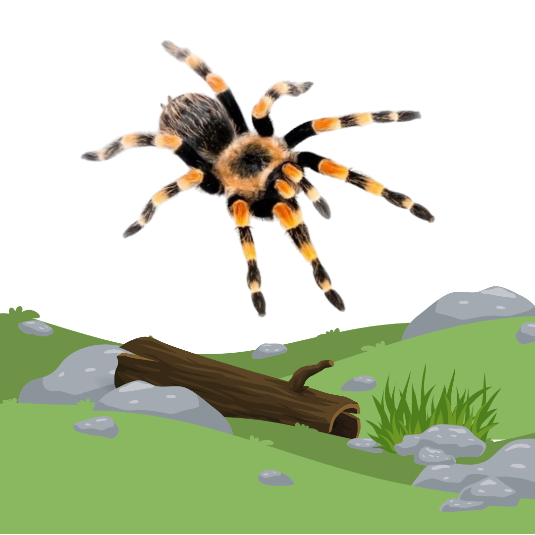 Terrestrial Tarantulas