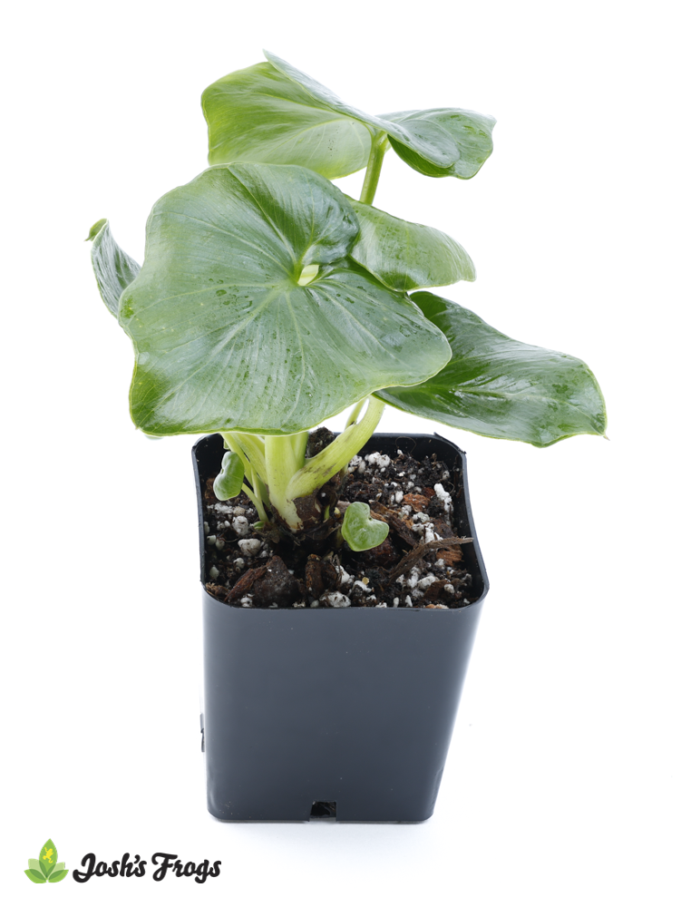 Thaumatophyllum bipinnatifidum 'Atom'