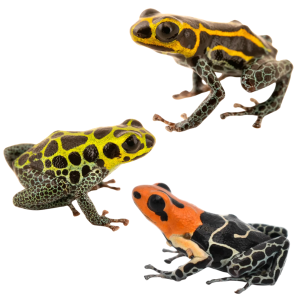 Thumbnail Dart Frogs