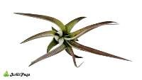 Tillandsia brachycaulos var. multiflora Air Plant