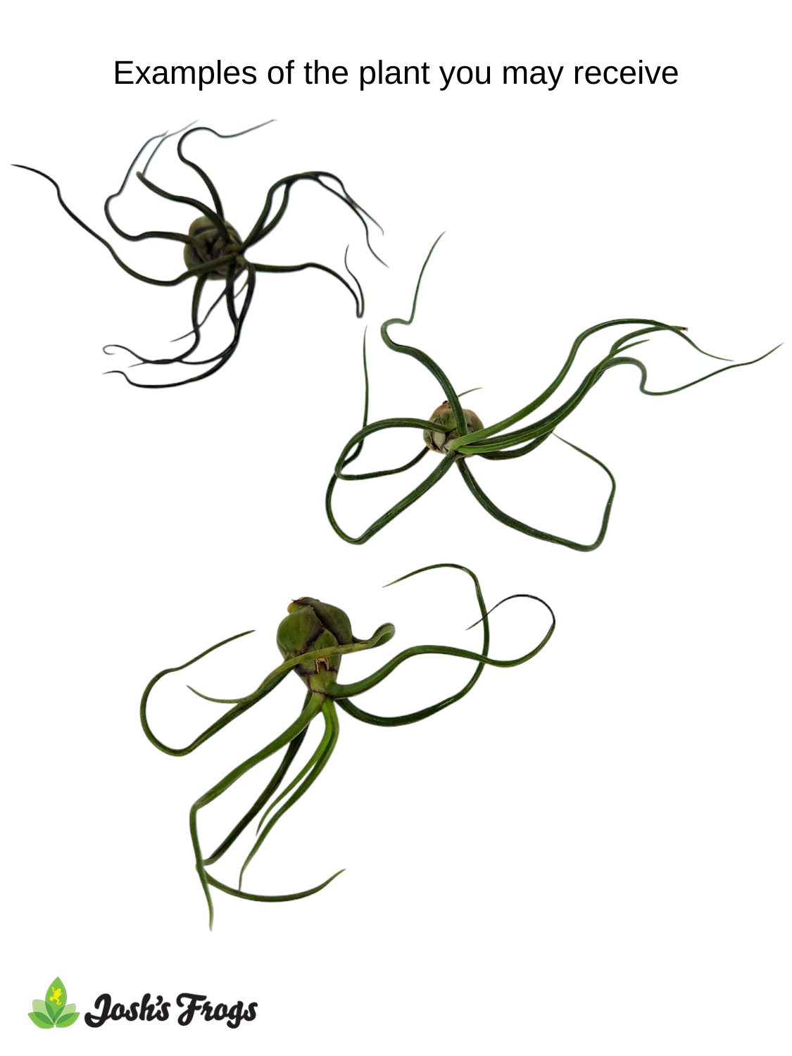 Tillandsia bulbosa Air Plant