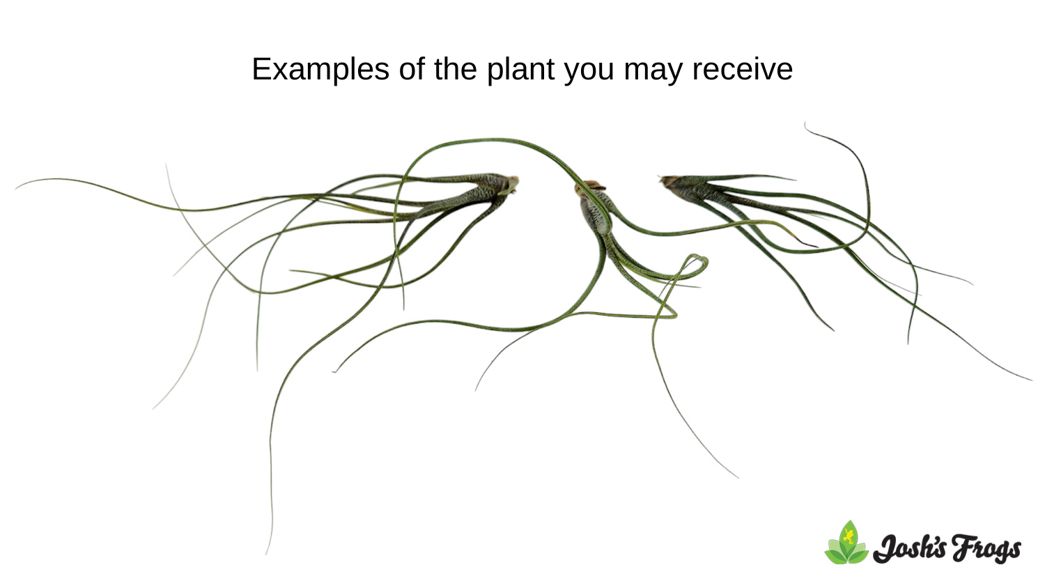 Tillandsia butzii Air Plant