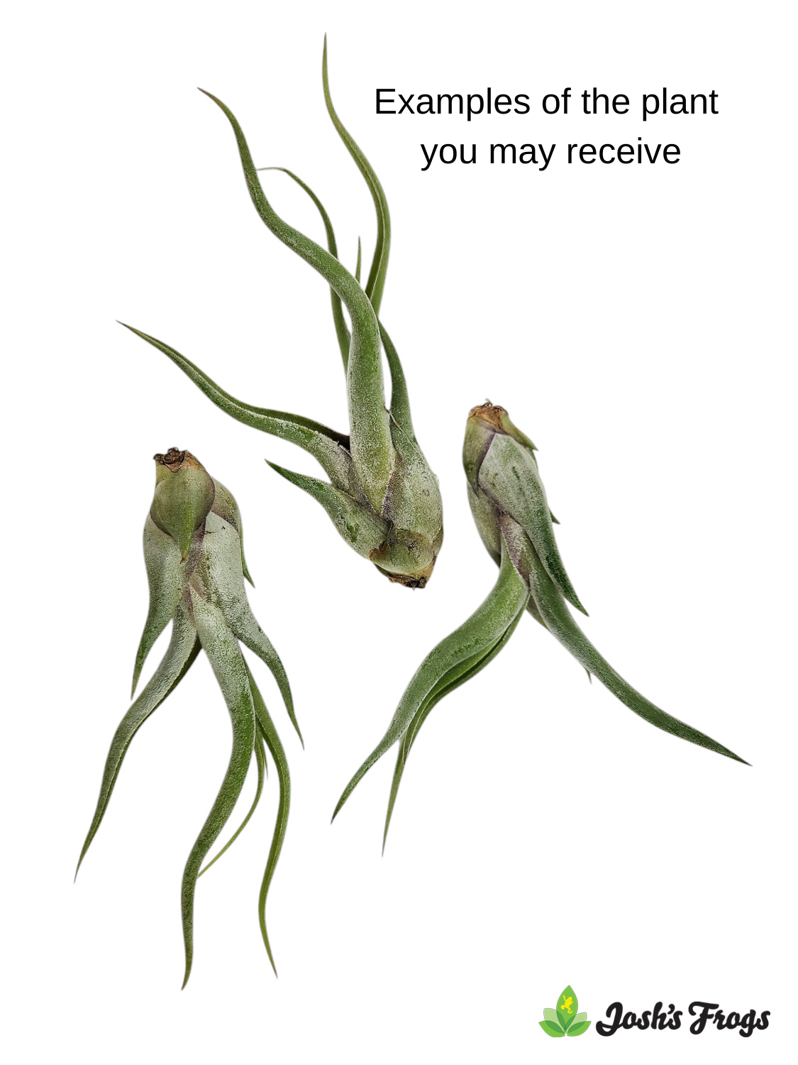 Tillandsia caput-medusae Air Plant