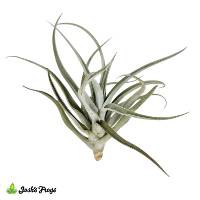 Tillandsia harrisii Air Plant
