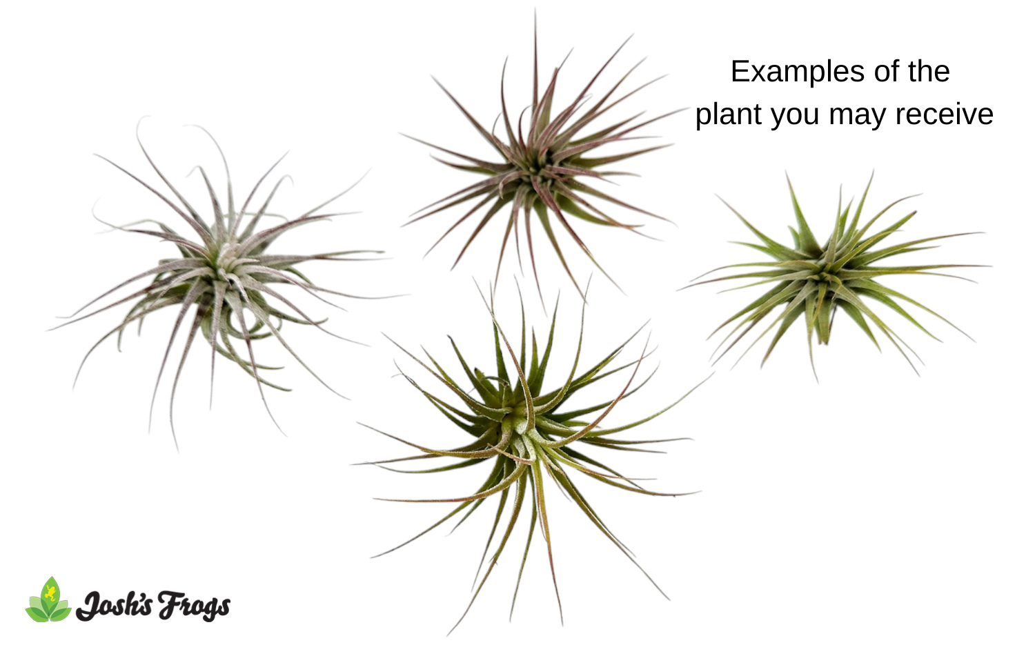 Tillandsia ionantha rubra Air Plant