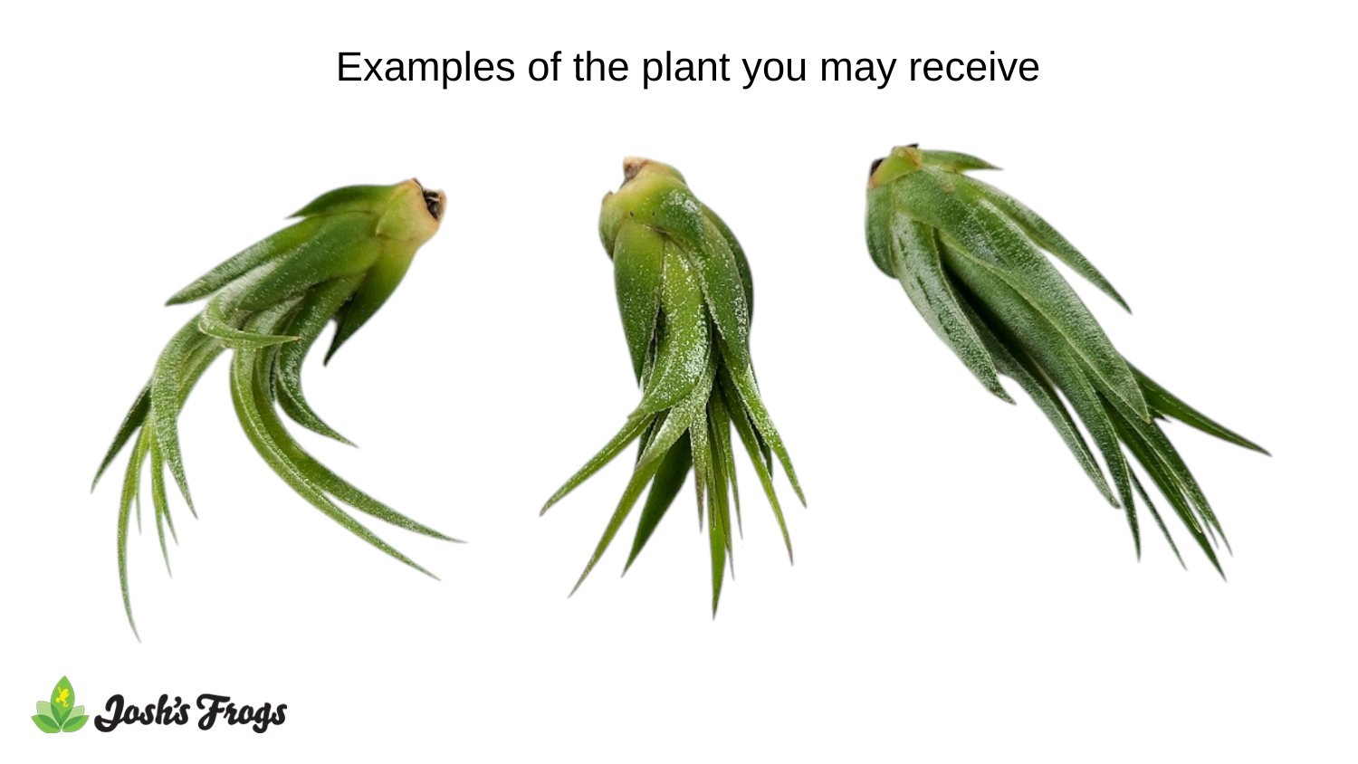 Tillandsia ionantha scaposa Air Plant