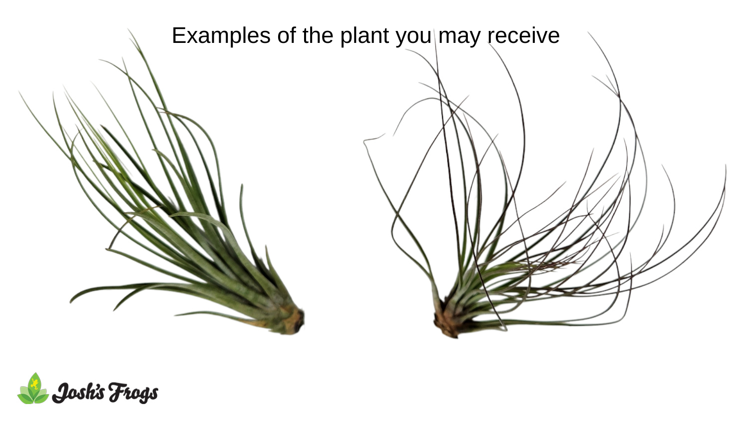 Tillandsia juncea Air Plant