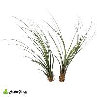 Tillandsia juncifolia Air Plant