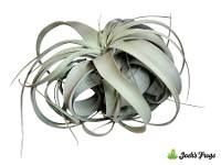 Tillandsia xerographica (EXTRA LARGE)