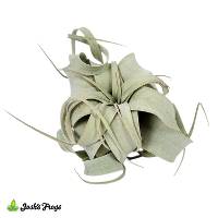 Tillandsia xerographica Air Plant (MEDIUM)