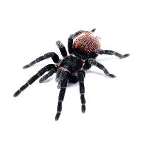 Mexican Red Rump Tarantula - Tliltocatl vagans | 2 inch (Captive Bred)