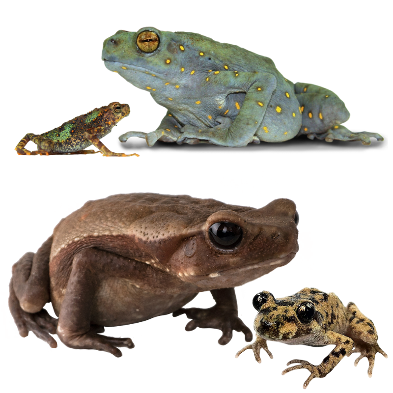 Toads