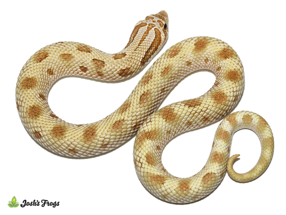 Toffee Anaconda Hognose Snake - Heterodon nasicus (Captive Bred)