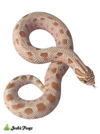 Toffee Anaconda Hognose Snake - Heterodon nasicus | FEMALE (Captive Bred)