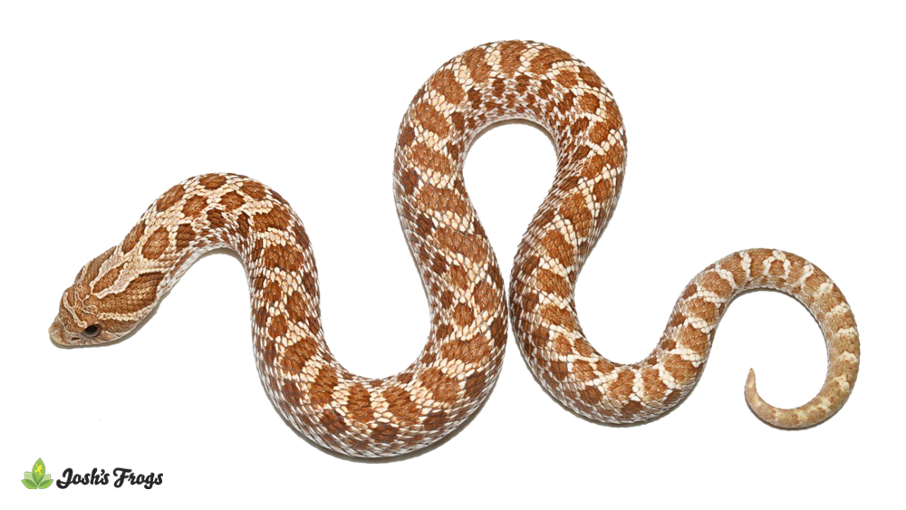 Toffee Hognose Snake - Heterodon nasicus (Captive Bred)