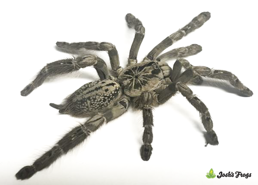 Togo Starburst Baboon Tarantula - Heteroscodra maculata | 1/2-3/4 inch (Captive Bred)