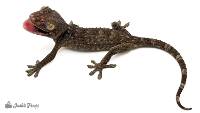 Baby Tokay Gecko - Gekko gecko (Captive Bred)