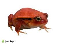 Tomato Frog - Dyscophus antongilii (Captive Bred)
