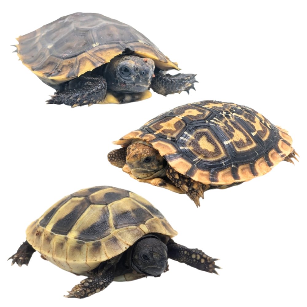Tortoises