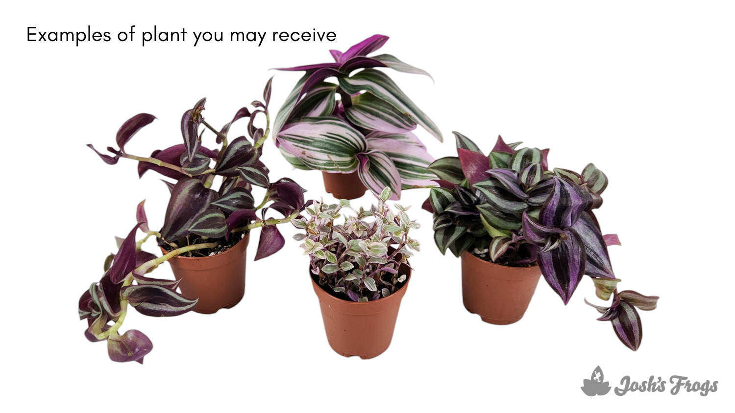 Tradescantia spp. - Grower's Choice