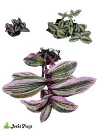 Tradescantia spp. - Grower's Choice (Rooted Plug)