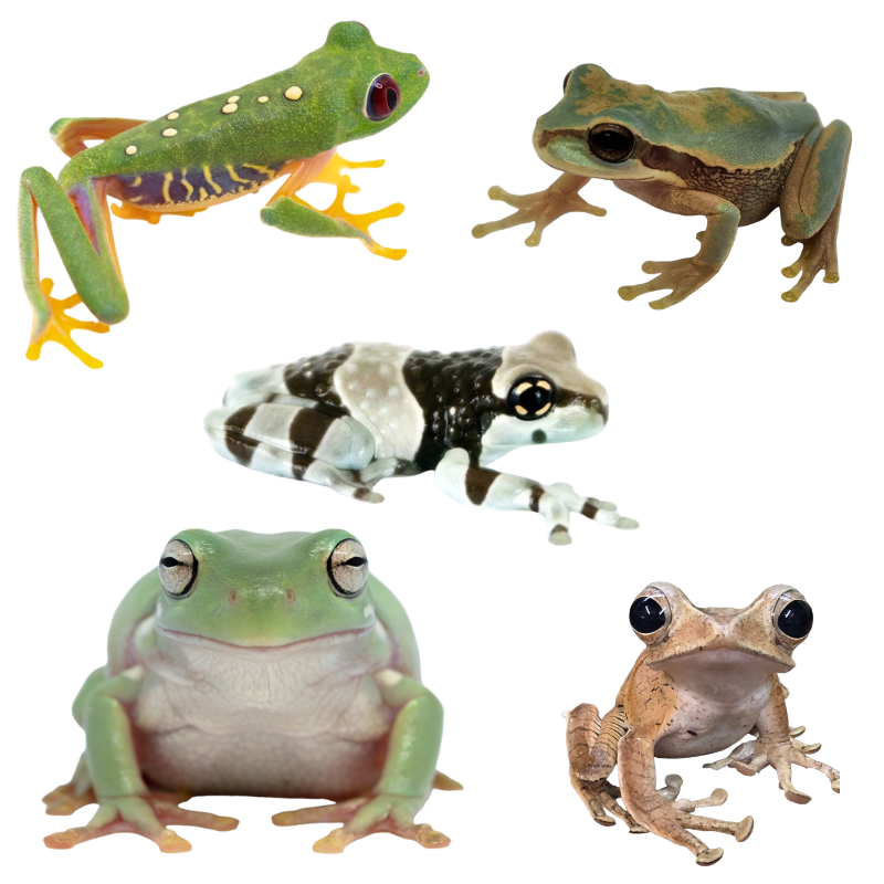 Tree Frogs