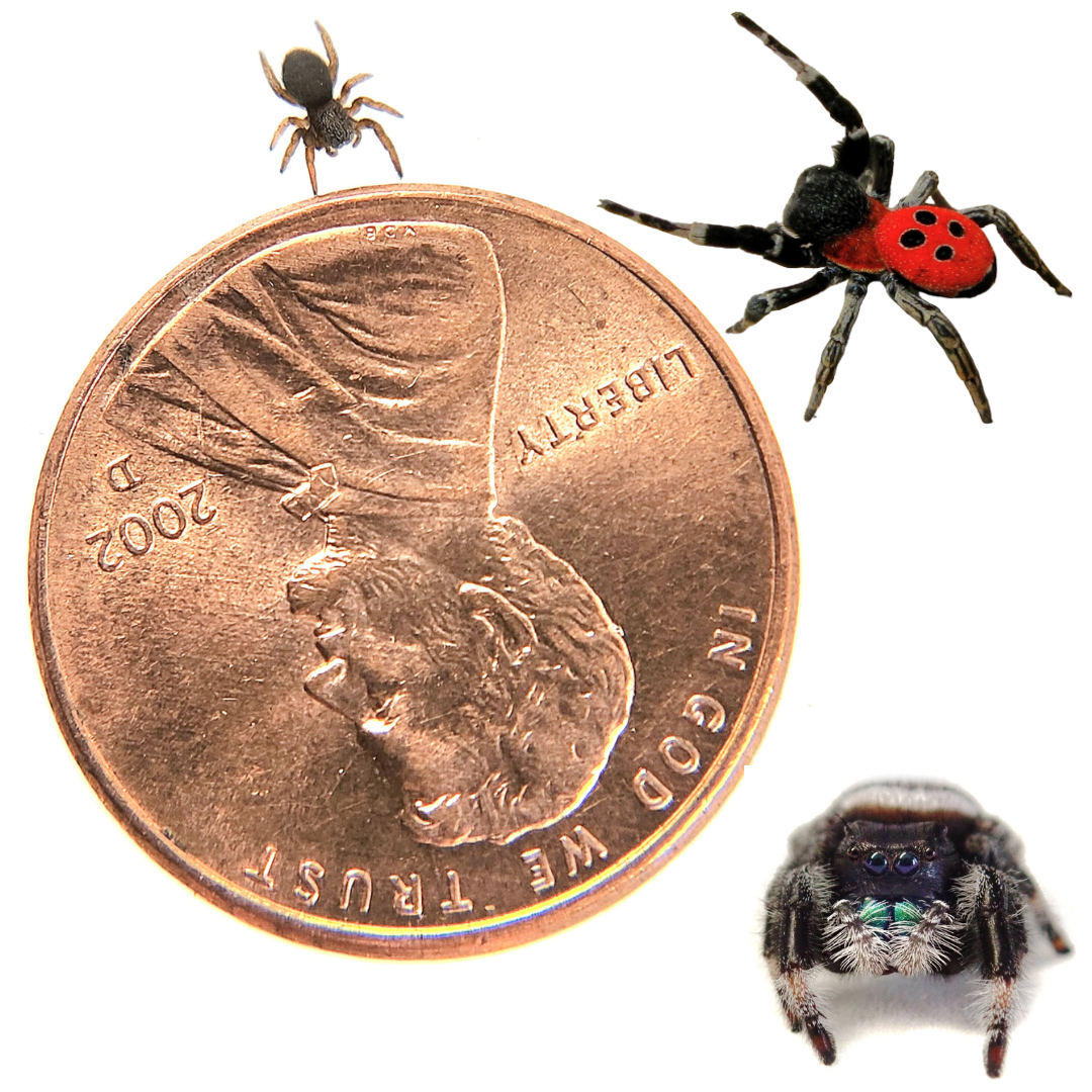 True Spiders