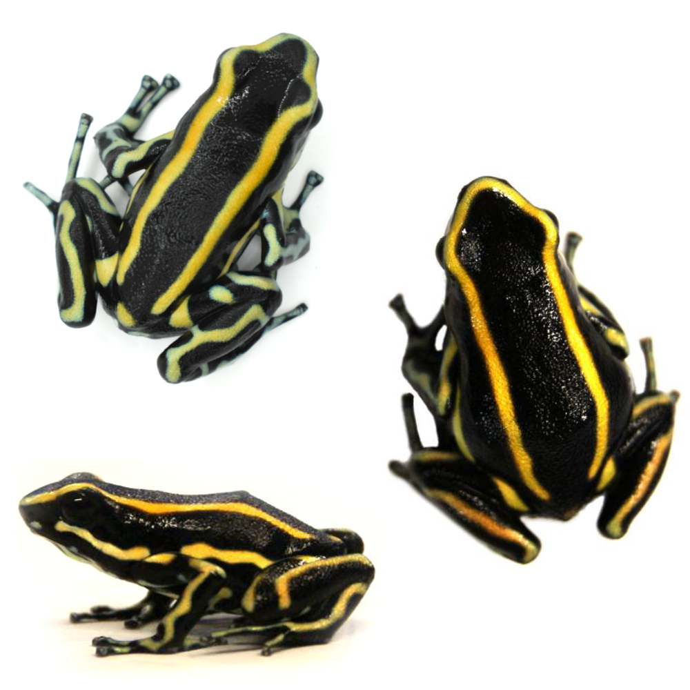 Dendrobates truncatus