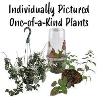 Unique Boutique - One-of-a-Kind Plants! (Individually Pictured)
