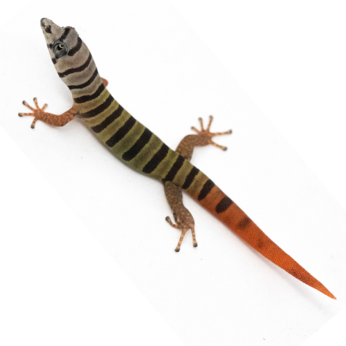 Micro Geckos