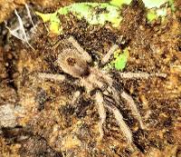 Uropelma (ex homoeomma) peruvianum -   Peruvian Blue Tarantula Mature Male  