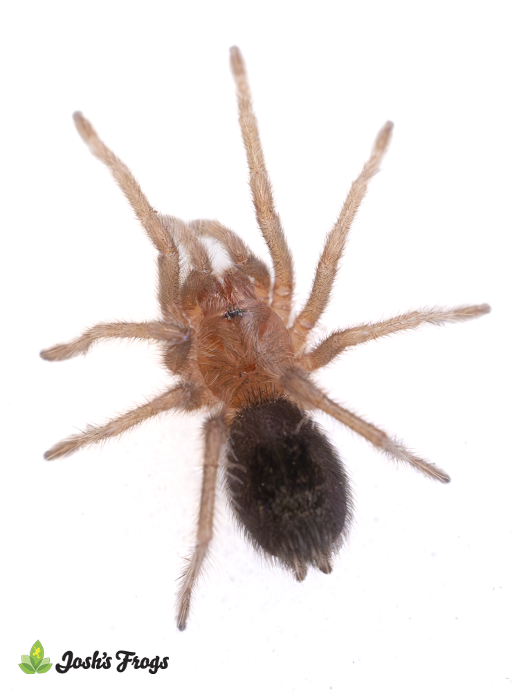 Uruguayan Black Beauty Tarantula - Grammostola quirogai | 3/4 inch (Captive Bred)