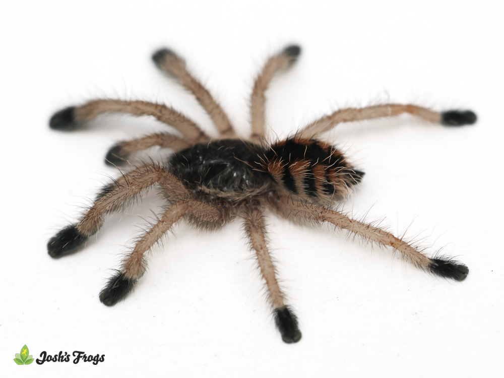 Venezuelan Red Slate Pink Toe Tarantula - Avicularia minatrix | 1/2 inch (Captive Bred)
