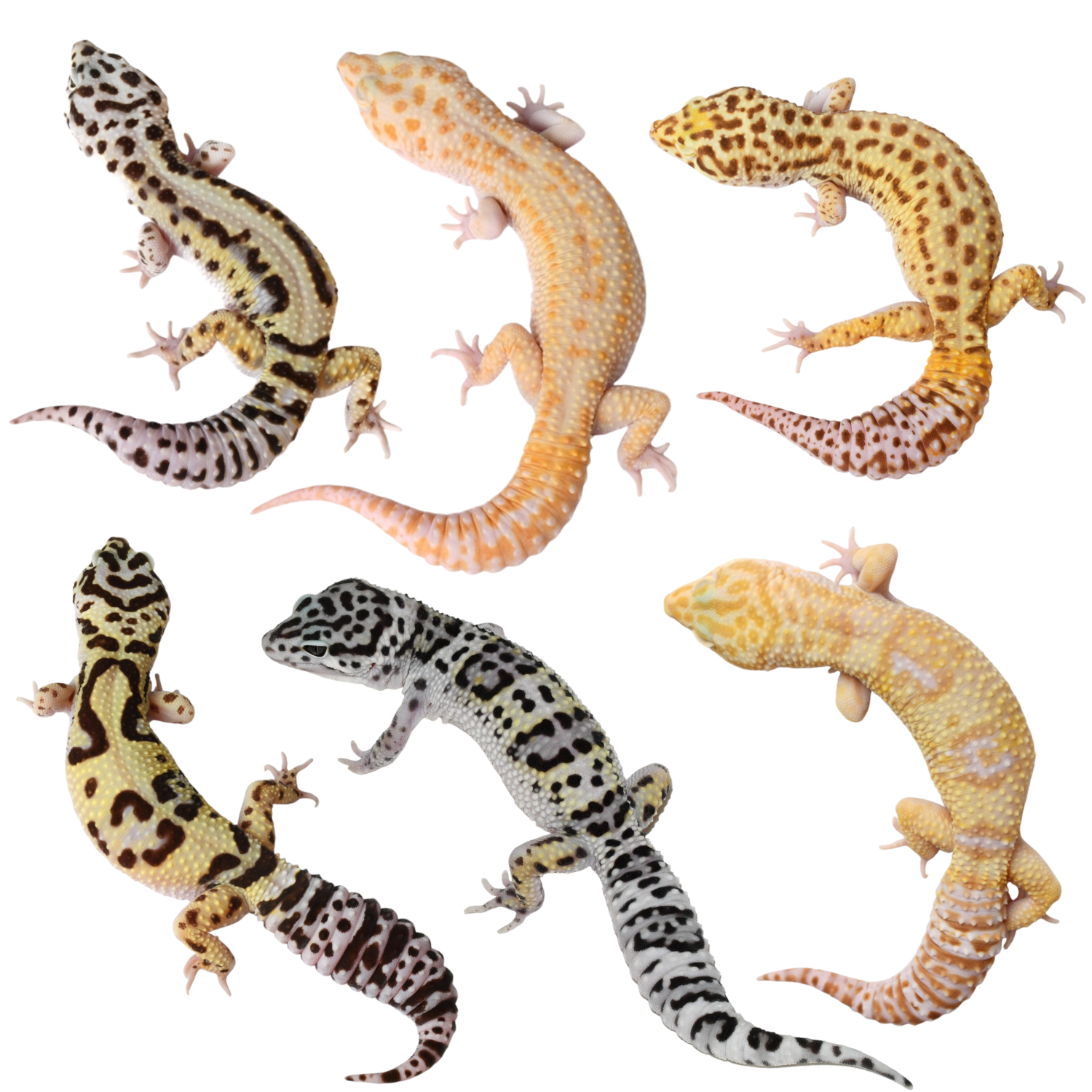 Wholesale Fancy Leopard Gecko Bundle - Eublepharis macularius (Captive Bred) | 6 count