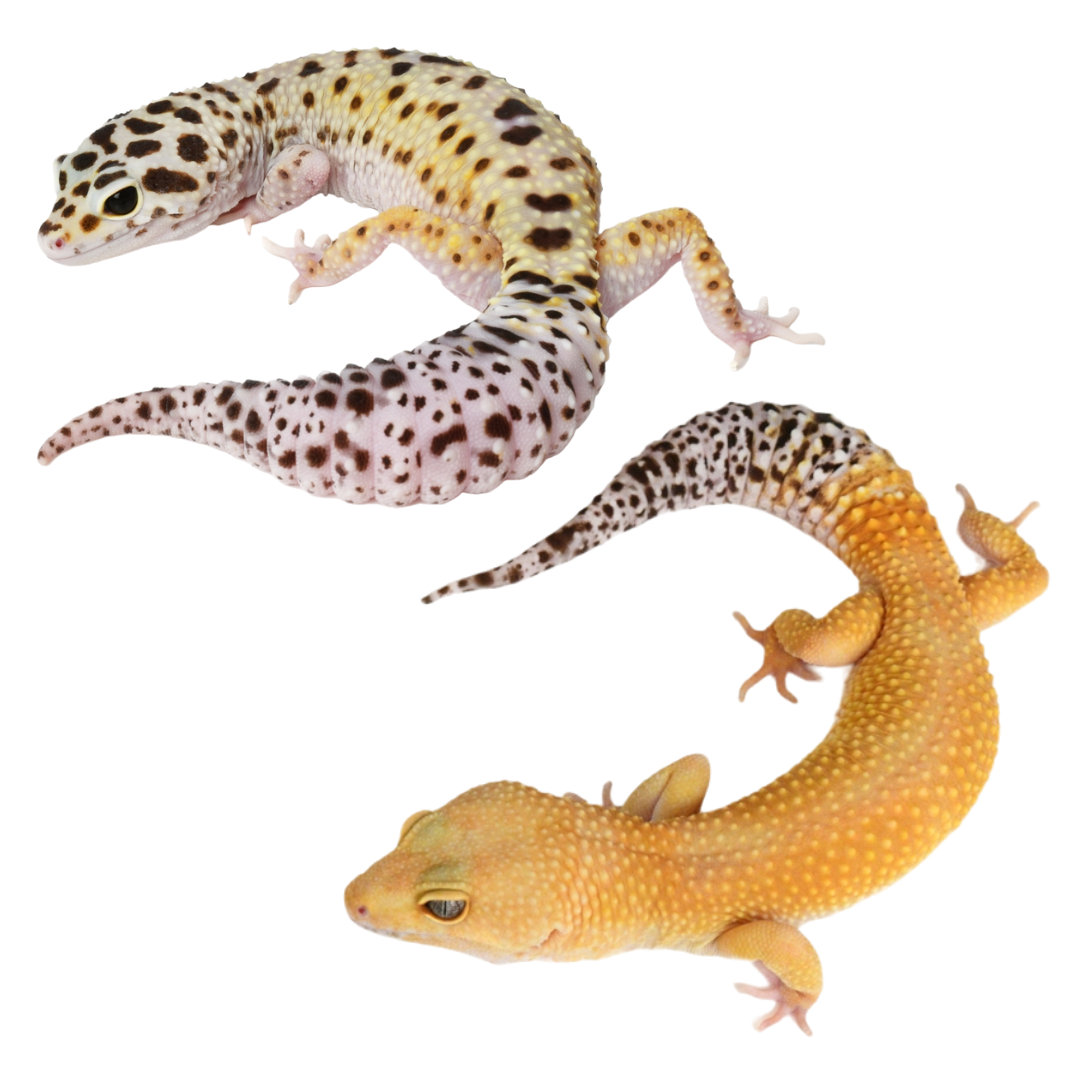Wholesale Fancy Leopard Gecko - Eublepharis macularius (Captive Bred)