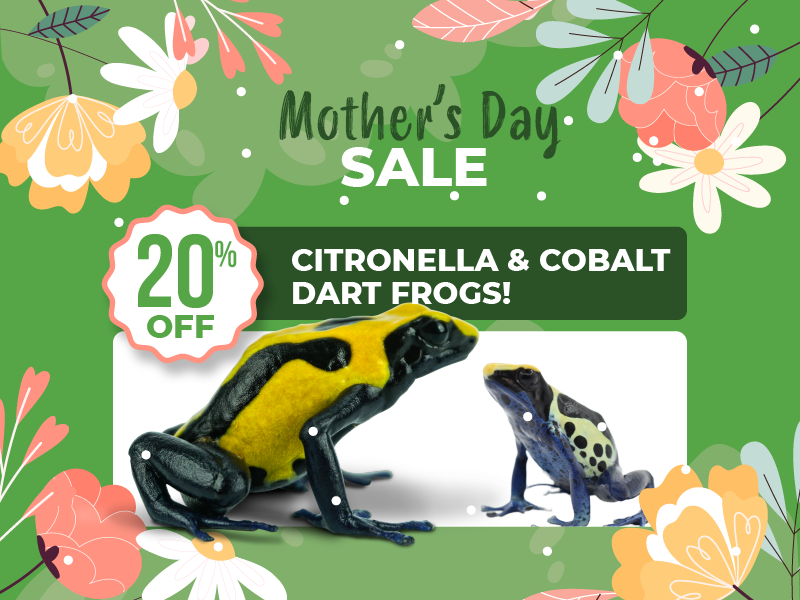 Save 20% on Citronella and Cobalt dart frogs.