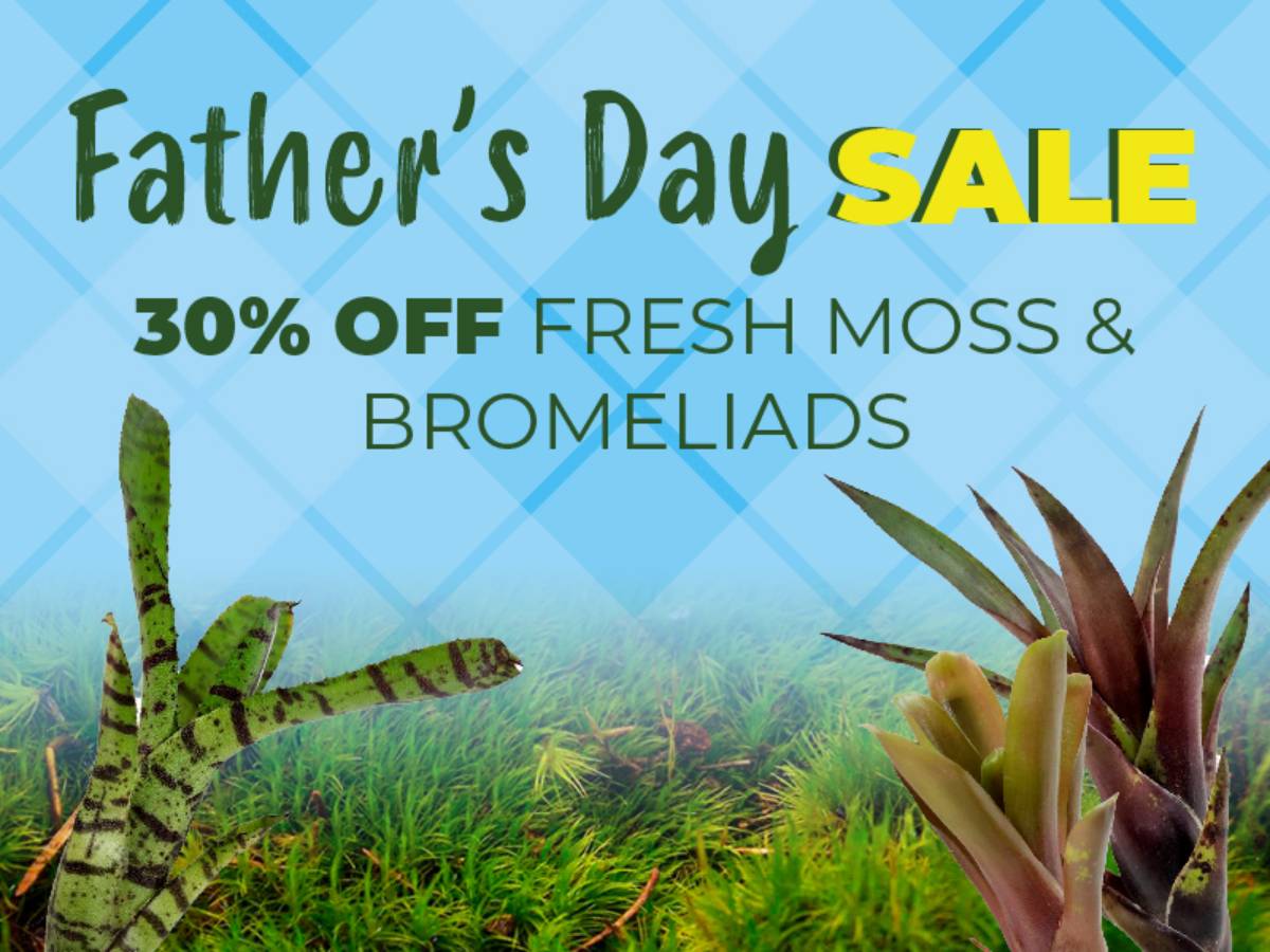 Save 30% on live mosses and bromeliads.