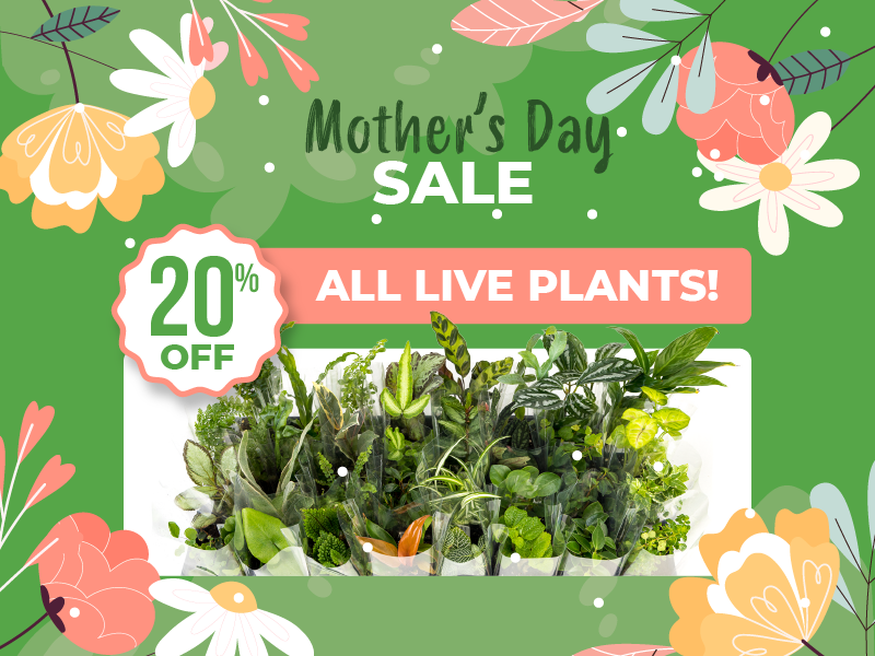 Save 20% on all live plants.