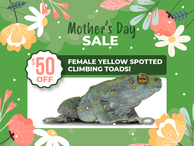 Save $50 on female yellow spotted climbing toads.