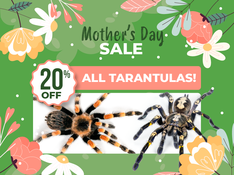 Save 20% on all tarantulas.