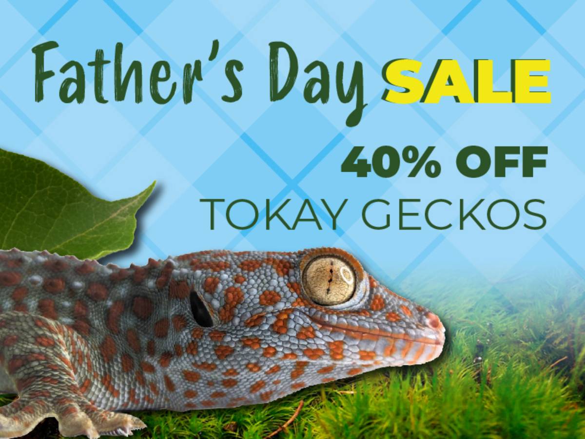 Save 40% on Tokay geckos.
