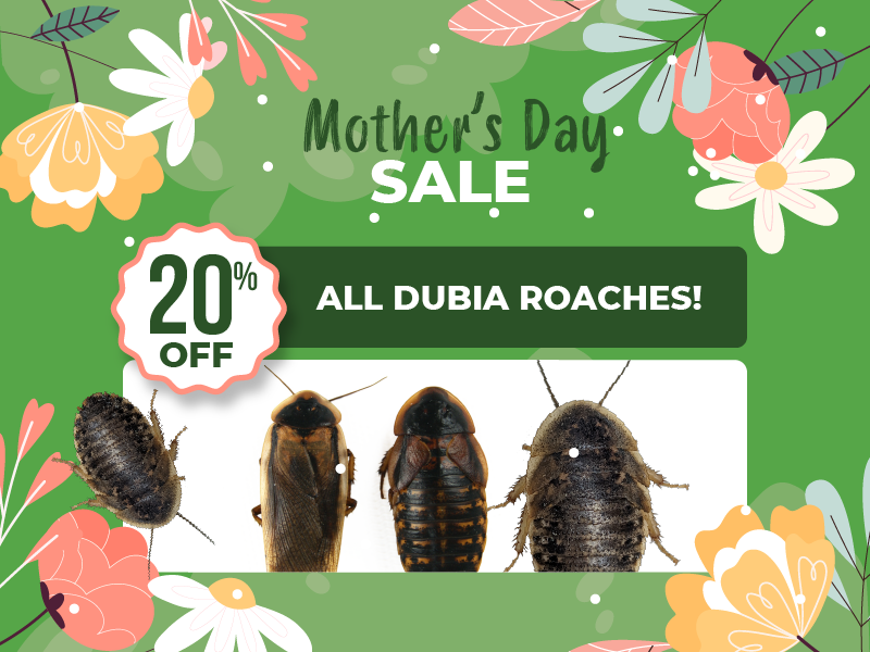 Save 20% off all dubia roaches.