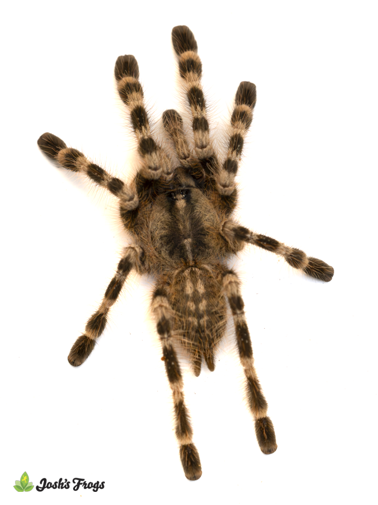 Wessel's Tiger Ornamental Tarantula - Poecilotheria tigrinawesseli | 2 inch (Captive Bred)