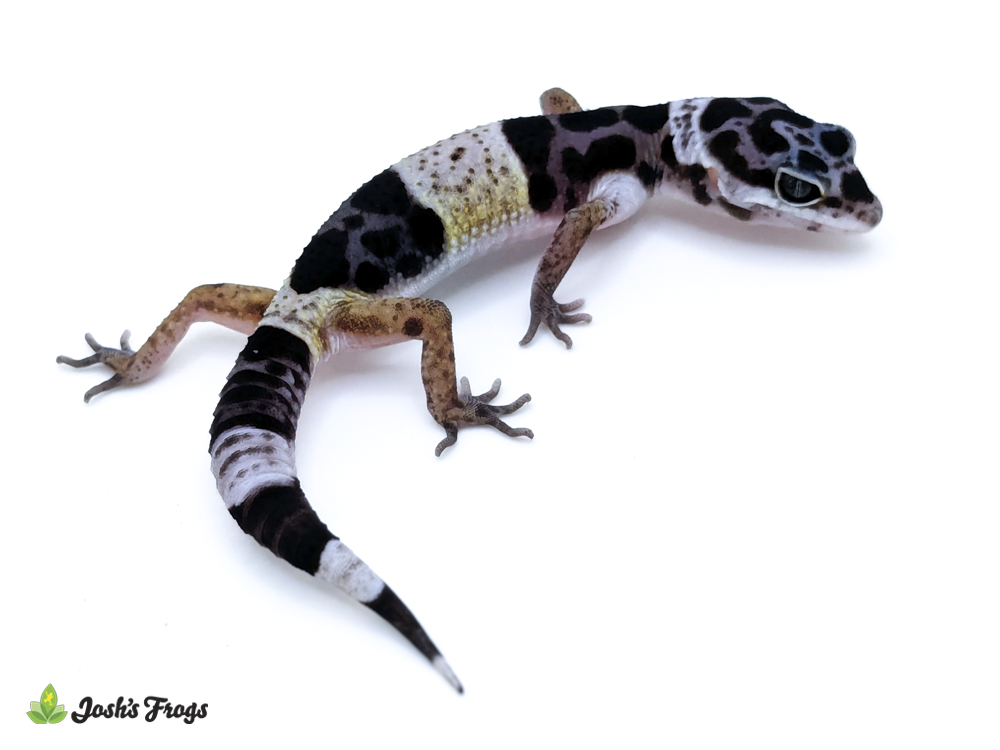 West Indian Leopard Gecko - Eublepharis fuscus (Captive Bred)