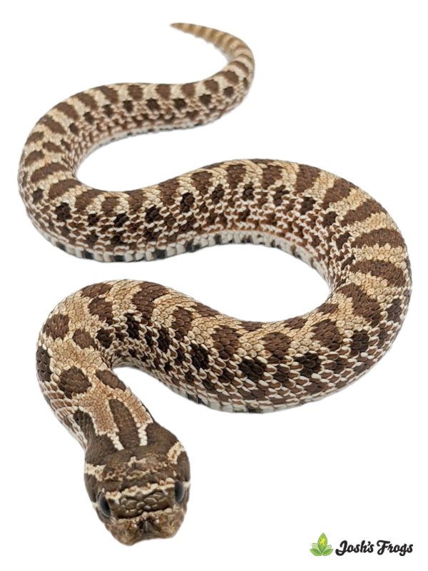 Western Hognose Snake - Heterodon nasicus | MALE (Captive Bred)