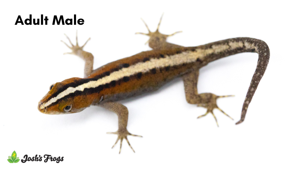 Wiegmann's Striped Gecko - Gonatodes vittatus | Unsexed (Captive Bred)