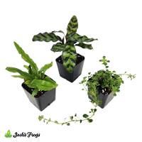 Witch's Brew Plant Kit (3 plants)