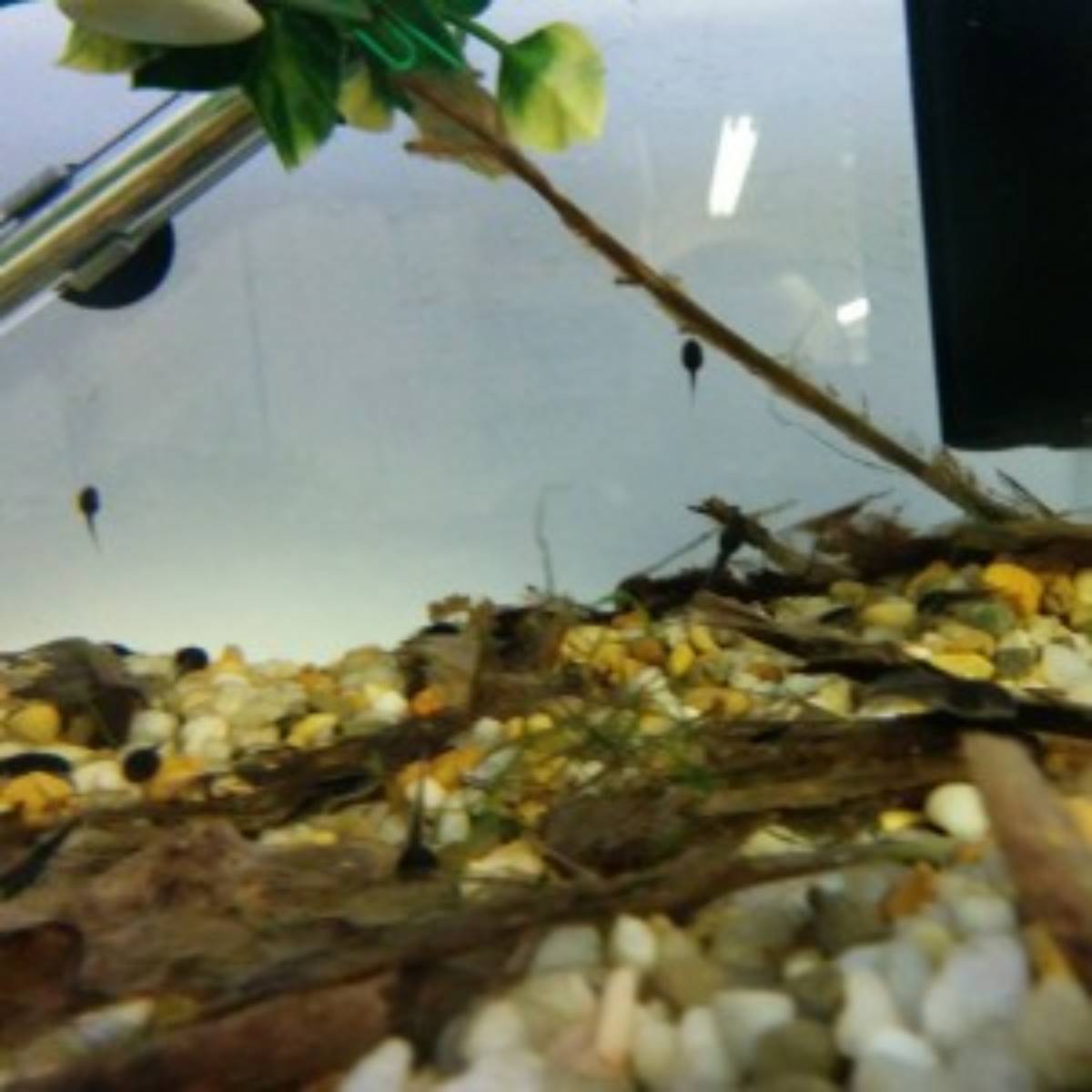 Yellow spotted climbing toad Josh's frogs for sale tank 1 munching on leaves